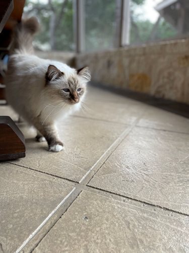 Powell Residence San Antonio Tx
Patios & Outdoor Living
SUNDEK San Antonio
